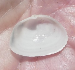 Cryptomya californica