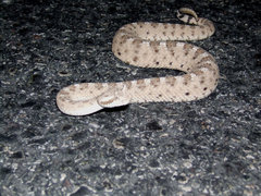 Crotalus cerastes cercobombus