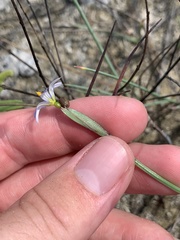 Sisyrinchium biforme