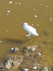 Egretta thula