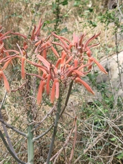 Aloe greatheadii