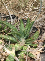 Aloe greatheadii