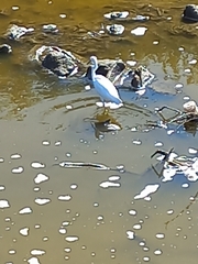 Egretta thula