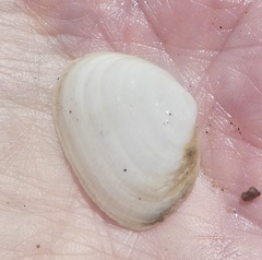 Cryptomya californica