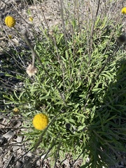 Pycnosorus chrysanthus