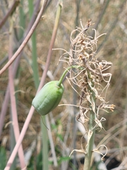 Aloe greatheadii
