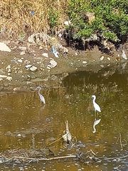 Egretta thula