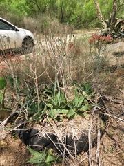 Aloe greatheadii