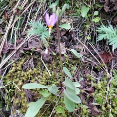 Primula pauciflora cusickii