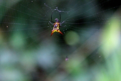 Micrathena guerini