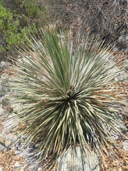 Dasylirion parryanum