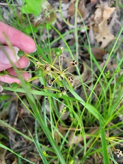 Fimbristylis puberula