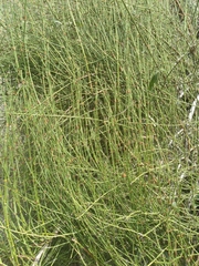 Ephedra americana