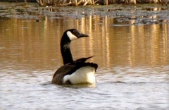 Branta canadensis