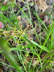 Fimbristylis puberula