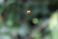 Micrathena guerini