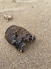 Panulirus penicillatus