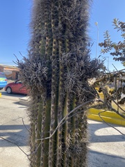 Tillandsia capillaris