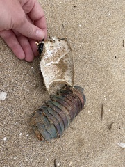 Panulirus penicillatus