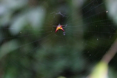 Micrathena guerini