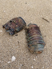 Panulirus penicillatus