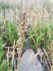 Sarcoglottis schaffneri