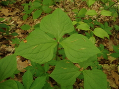 Trillium vaseyi