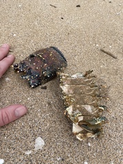 Panulirus penicillatus