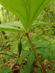 Trillium vaseyi