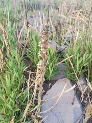 Sarcoglottis schaffneri