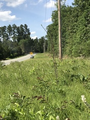 Silphium compositum compositum