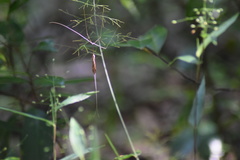 Brachypremna dispellens