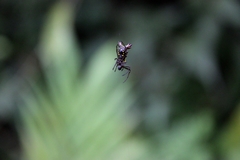 Micrathena decorata