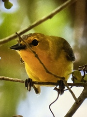 Protonotaria
