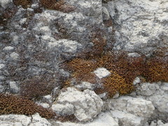 Pseudocrossidium crinitum