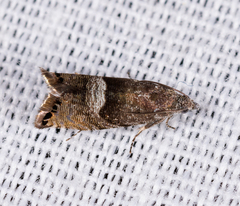 Sereda tautana