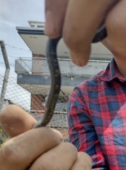 Atractus lasallei