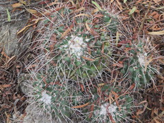 Mammillaria magnimamma