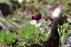 Viola hallii
