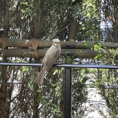 Hypsipetes amaurotis