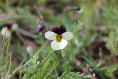 Viola hallii