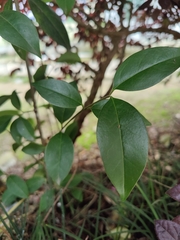 Ligustrum lucidum