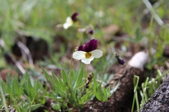 Viola hallii