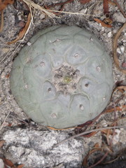Lophophora diffusa