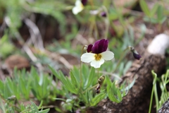 Viola hallii