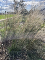 Austrostipa bigeniculata