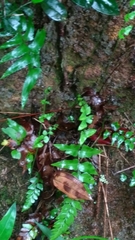 Arthropteris tenella
