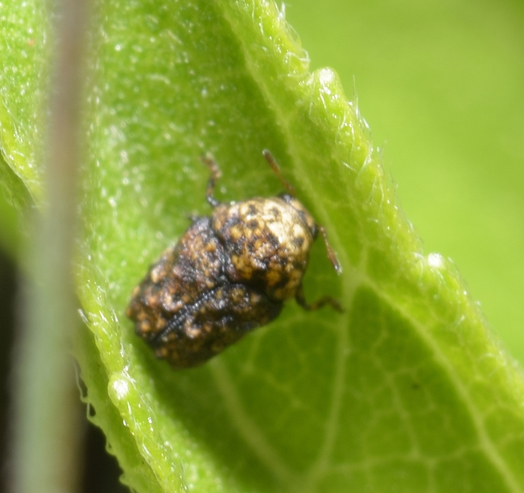 Exema conspersa