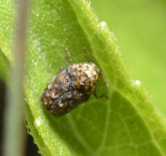 Exema conspersa