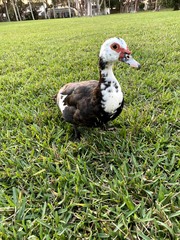 Cairina moschata domestica